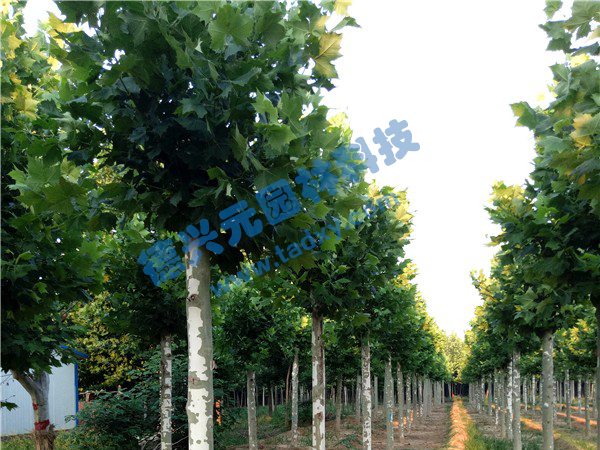 �c���鿴Ԕ����Ϣ���}����ͩ ��x�Δ�(sh��)��2413