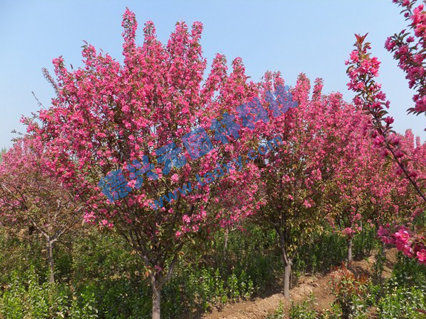 �c���鿴Ԕ����Ϣ���}������ ��x�Δ�(sh��)��2441