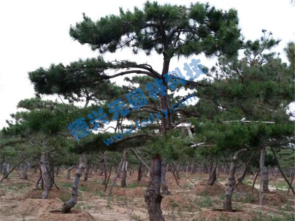 �c���鿴Ԕ����Ϣ���}������ ��x�Δ�(sh��)��2476