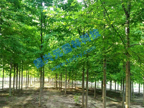 �c���鿴Ԕ��(x��)��Ϣ��(bi��o)�}�������t�� ��x�Δ�(sh��)��2060